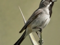 Black-throated Sparrow