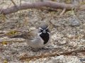 Black-throated Sparrow