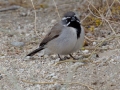 Black-throated Sparrow