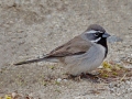 Black-throated Sparrow