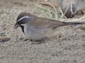 Black-throated Sparrow