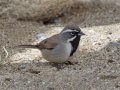 Black-throated Sparrow