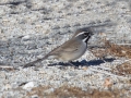 Black-throated Sparrow