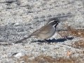 Black-throated Sparrow