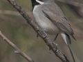 Black-throated Sparrow