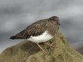 Black Turnstone