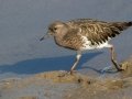 Black Turnstone - Fiesta Island