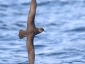 Black-vented Shearwater - San Diego Pelagic, San Diego, California, 1/1/2018