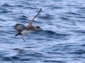 Black-vented Shearwater - San Diego Pelagic, San Diego, California, 1/1/2018