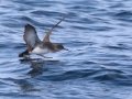 Black-vented Shearwater - San Diego Pelagic, San Diego, California, 1/1/2018