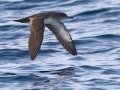 Black-vented Shearwater - San Diego Pelagic, San Diego, California, 1/1/2018