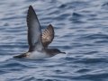 Black-vented Shearwater - San Diego Pelagic, San Diego, California, 1/1/2018