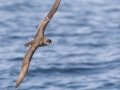 Black-vented Shearwater - San Diego Pelagic, San Diego, California, 1/1/2018