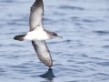 Black-vented Shearwater - San Diego Pelagic, San Diego, California, 1/1/2018