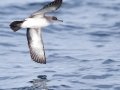 Black-vented Shearwater - San Diego Pelagic, San Diego, California, 1/1/2018