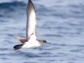 Black-vented Shearwater - San Diego Pelagic, San Diego, California, 1/1/2018