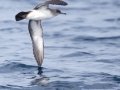 Black-vented Shearwater - San Diego Pelagic, San Diego, California, 1/1/2018