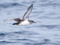 Black-vented Shearwater - San Diego Pelagic, San Diego, California, 1/1/2018