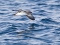 Black-vented Shearwater - San Diego Pelagic, San Diego, California, 1/1/2018