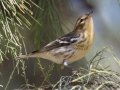 Blackburnian Warbler
