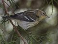 Blackburnian Warbler