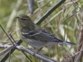 Blackpoll Warbler