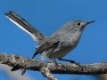 Blue-gray Gnatcatcher
