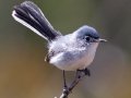 Blue-gray Gnatcatcher