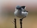 Blue-gray Gnatcatcher