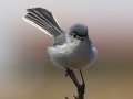 Blue-gray Gnatcatcher