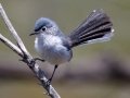 Blue-gray Gnatcatcher