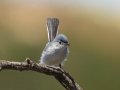 Blue-gray Gnatcatcher