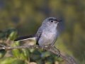 Blue-gray Gnatcatcher