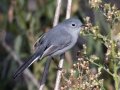 Blue-gray Gnatcatcher - Dairy Mart Rd. - South Pond