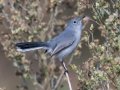 Blue-gray Gnatcatcher - Dairy Mart Rd. - South Pond