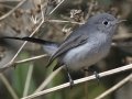 Blue-gray Gnatcatcher
