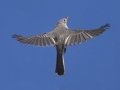 Blue-gray Gnatcatcher