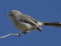 Blue-gray Gnatcatcher