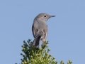 Blue-gray Gnatcatcher