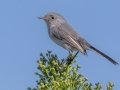 Blue-gray Gnatcatcher