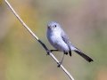 Blue-gray Gnatcatcher