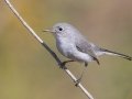 Blue-gray Gnatcatcher