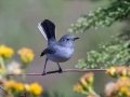 Blue-gray Gnatcatcher