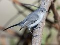 Blue-gray Gnatcatcher