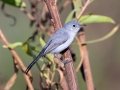 Blue-gray Gnatcatcher
