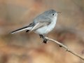 Blue-gray Gnatcatcher