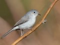 Blue-gray Gnatcatcher