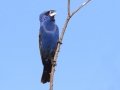 Blue Grosbeak