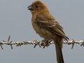Blue Grosbeak
