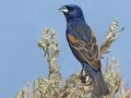 Blue Grosbeak